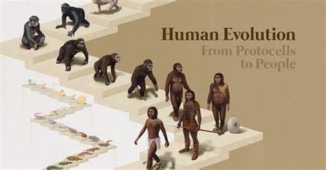Human evolution .